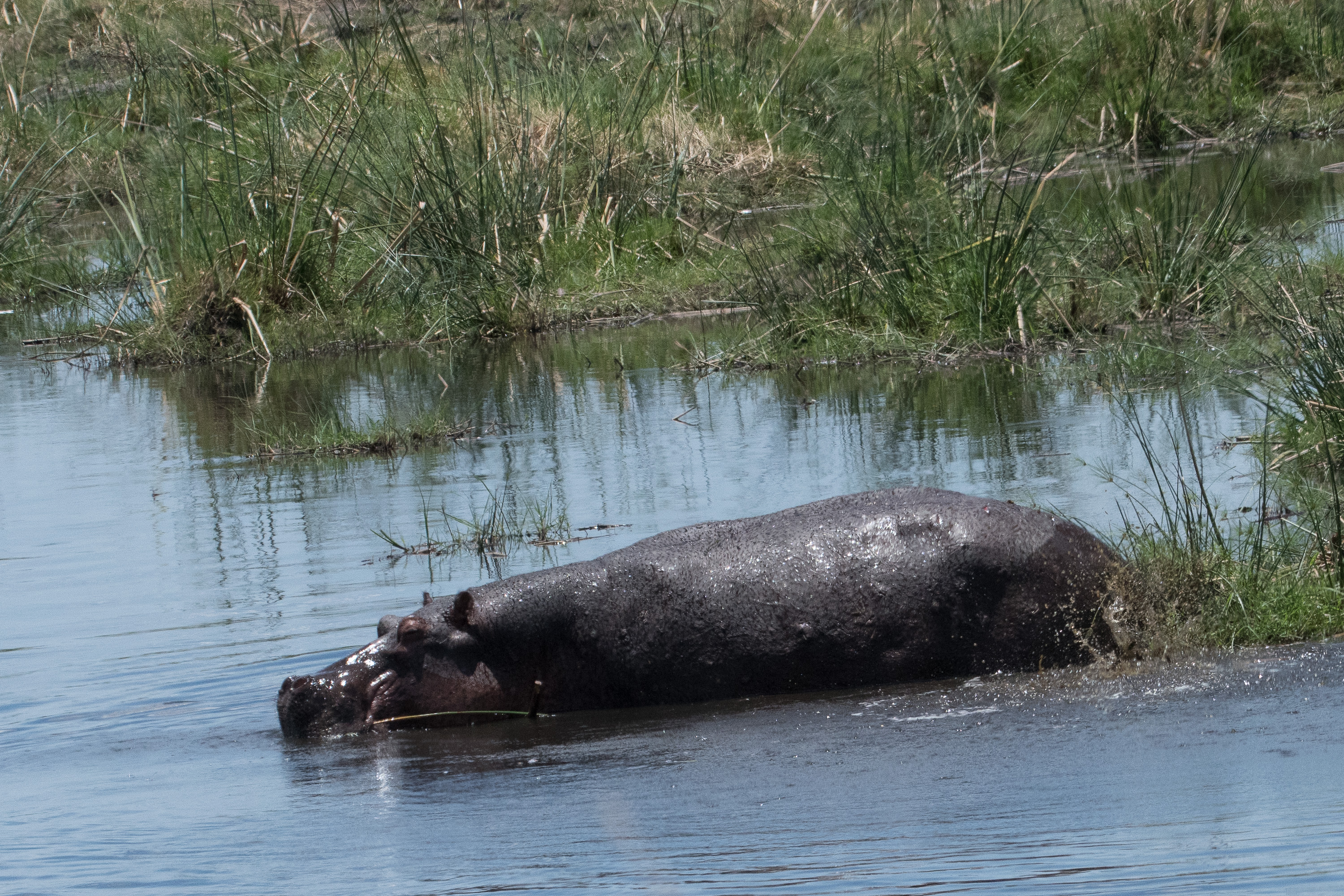 Hippopotame commun (Hippopotamus, Hippopotamus amphibius),  adulte déféquant et dispersant ses excréments prés d'une berge de la rivière Kwando, Kwando lagoon camp, Delta de l'Okavango, Botswana.